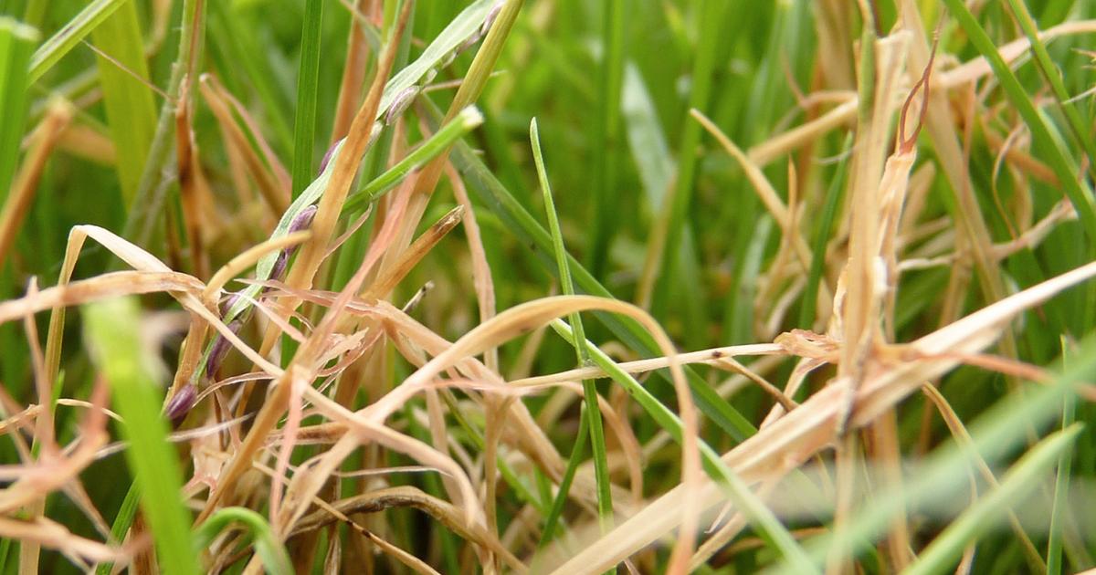 Diagnose Pilzerkrankungen im Rasen Liebe Deinen Garten DE